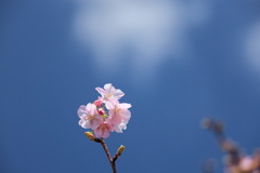 青空に向かって咲く河津桜