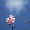青空に向かって咲く河津桜