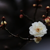 白梅