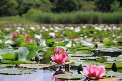 睡蓮が咲く池