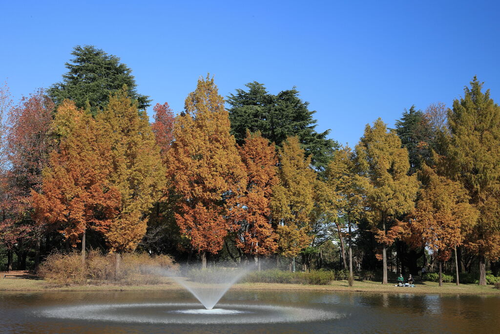 公園の秋-1