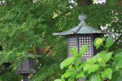 アオモミジと灯篭