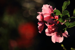 午後の陽を受けて