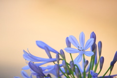 Agapanthus