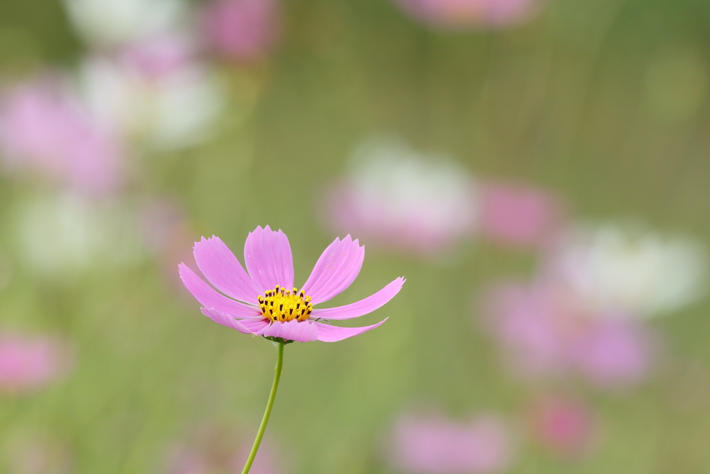 秋桜