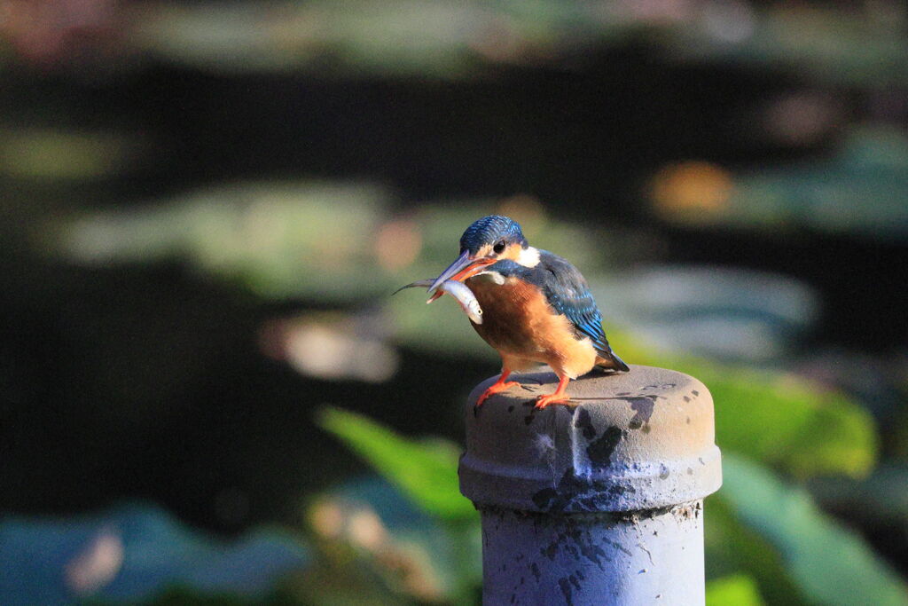 カワセミさん