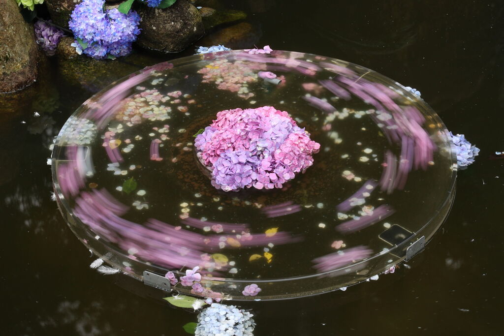 紫陽花回転！