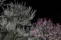 夜の紅白梅