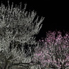 夜の紅白梅