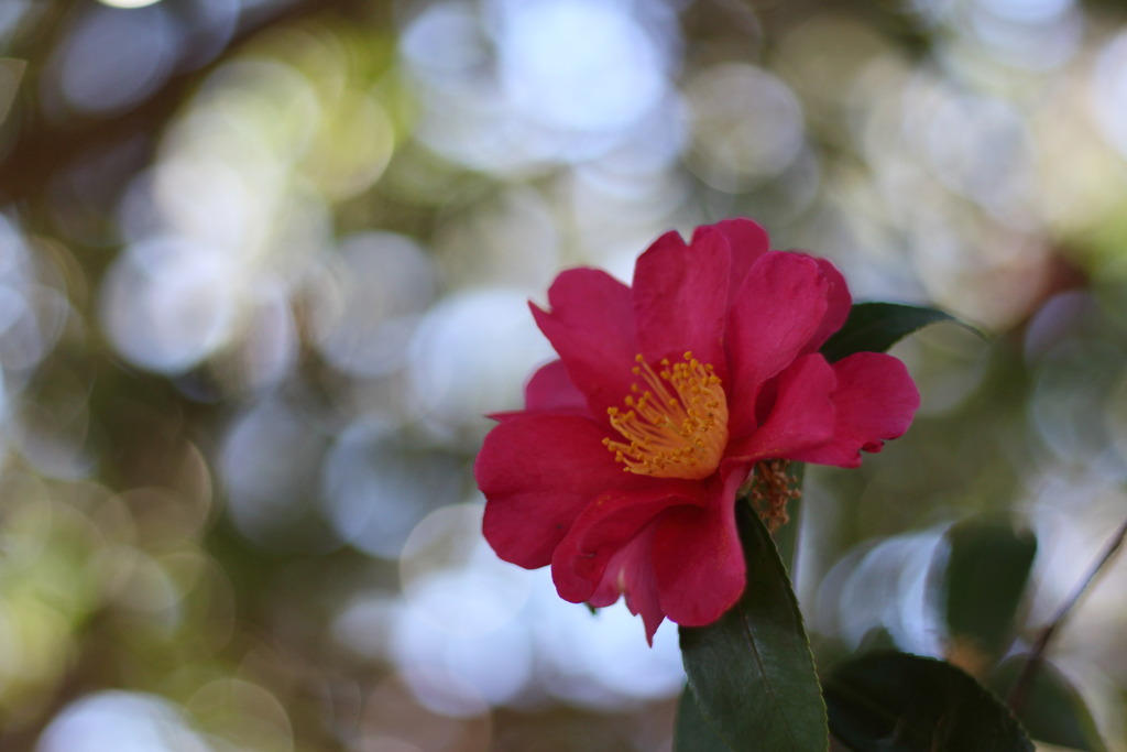 山茶花