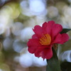 山茶花