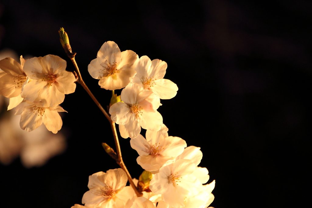 夜桜