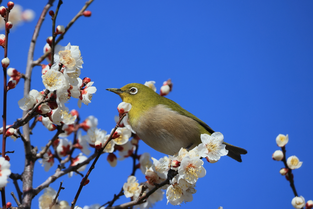 ウメジロー