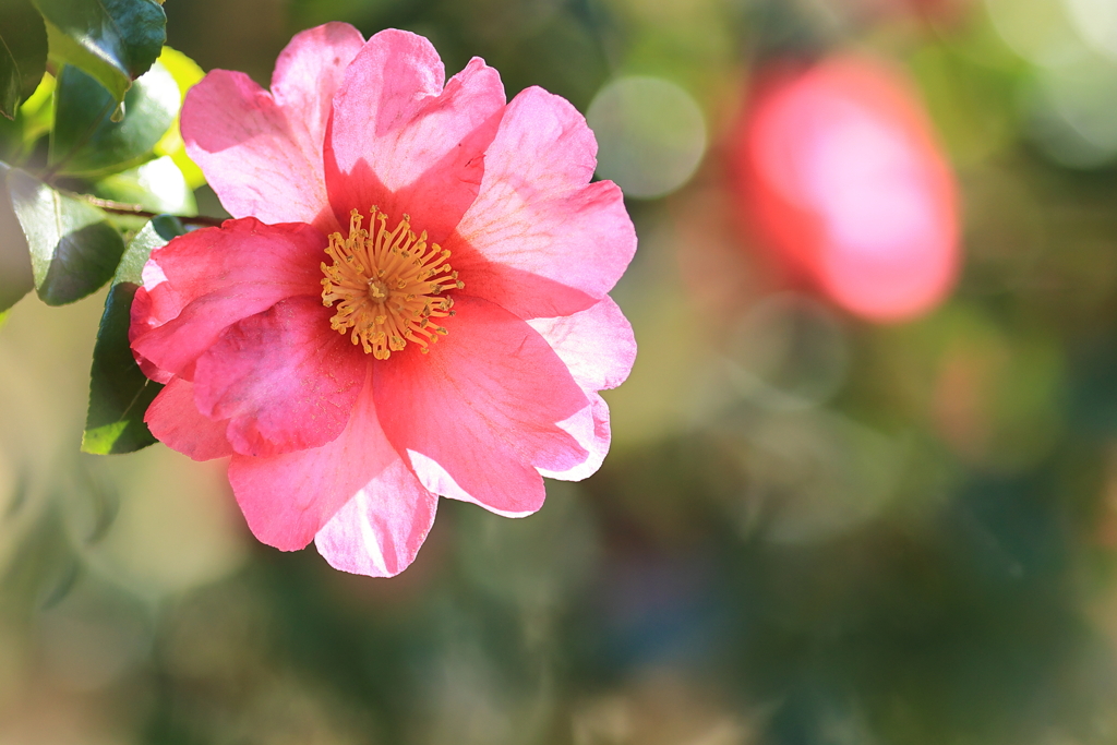 山茶花