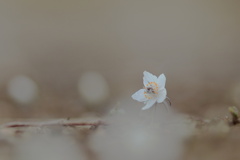春を告げる