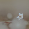 春を告げる