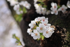 胴ぶき桜
