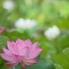 蓮花