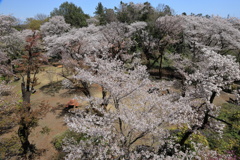満開