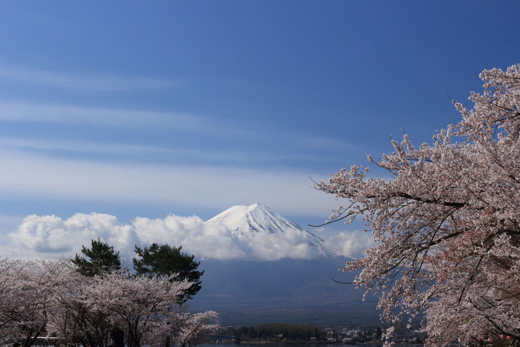 富士山春景色