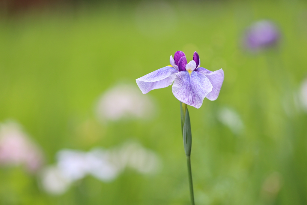 菖蒲