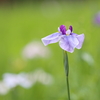 菖蒲