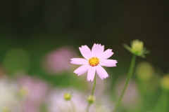 秋桜