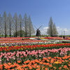 チューリップ畑