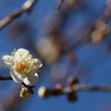 春の足音