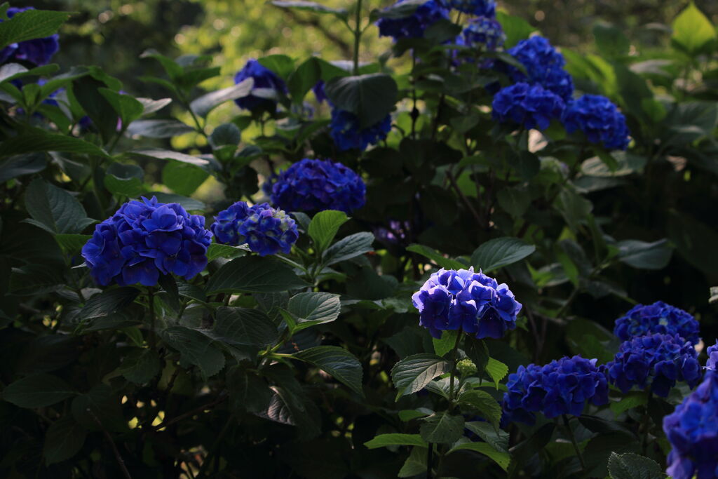 木漏れ日を受ける紫陽花