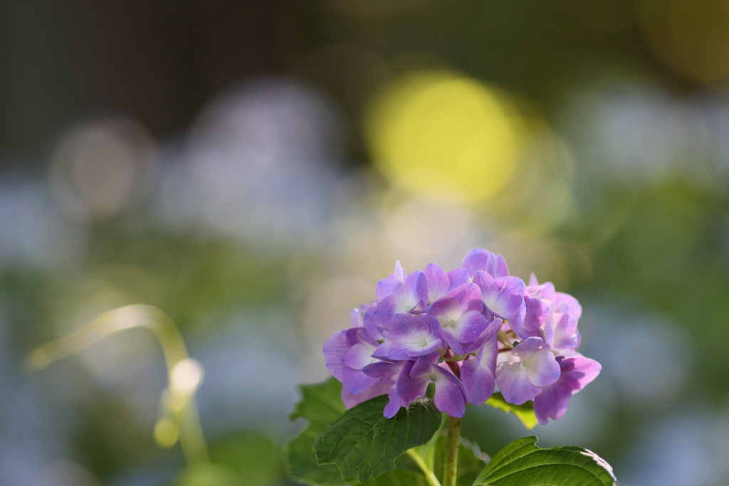 紫陽花