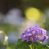 紫陽花