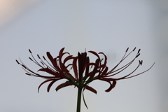曼殊沙華
