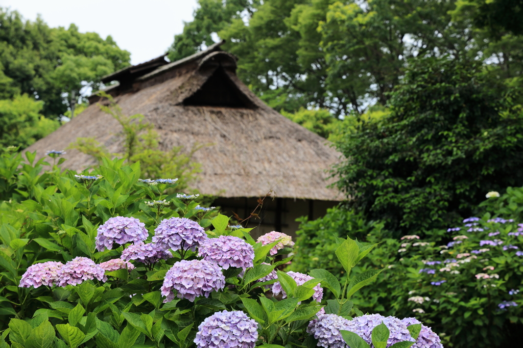 茅葺屋根と紫陽花