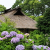 茅葺屋根と紫陽花
