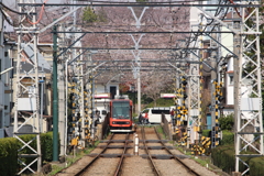 東京さくらトラム飛鳥山の桜を背に