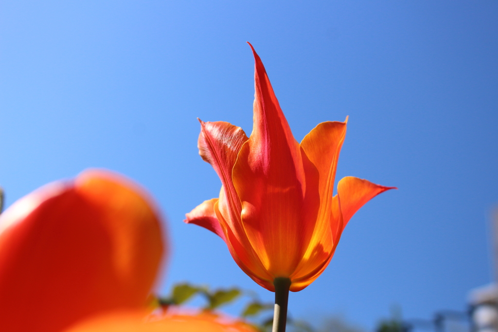 青空に向かって咲くチューリップ　紅