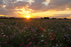 コスモス畑の夕日