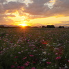 コスモス畑の夕日