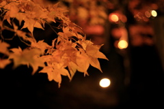 秋の灯り