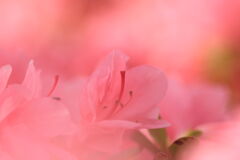 つつじ
