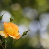 薔薇が咲き始めました
