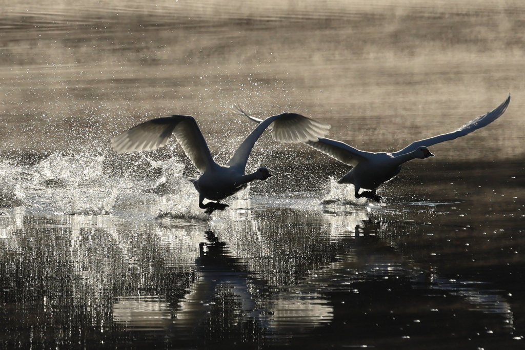 SPLASH