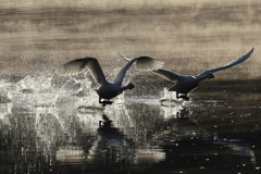 SPLASH