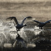 SPLASH