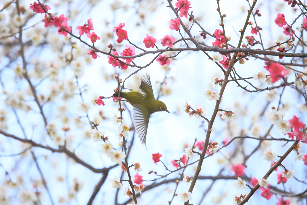 梅林の中を飛ぶ