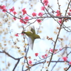 梅林の中を飛ぶ