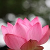 木漏れ日を背に咲く蓮の花