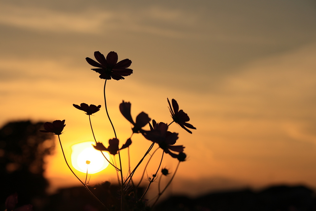 秋の夕暮れ時