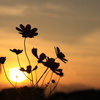秋の夕暮れ時